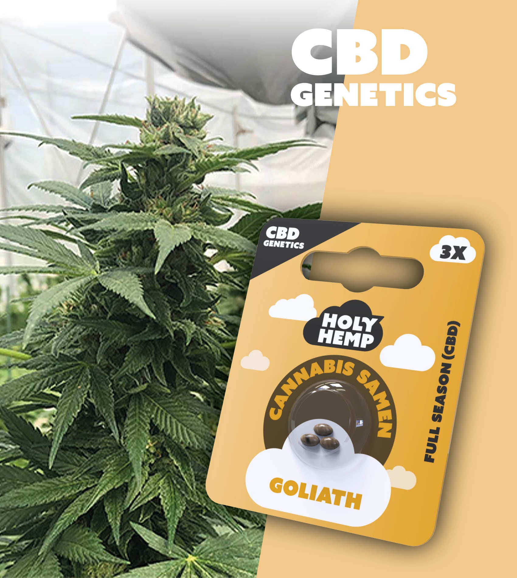 Vanilla Gelato - Cali Seeds