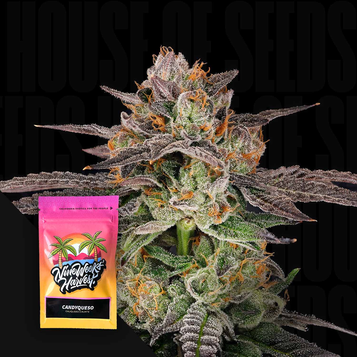 Candyqueso
