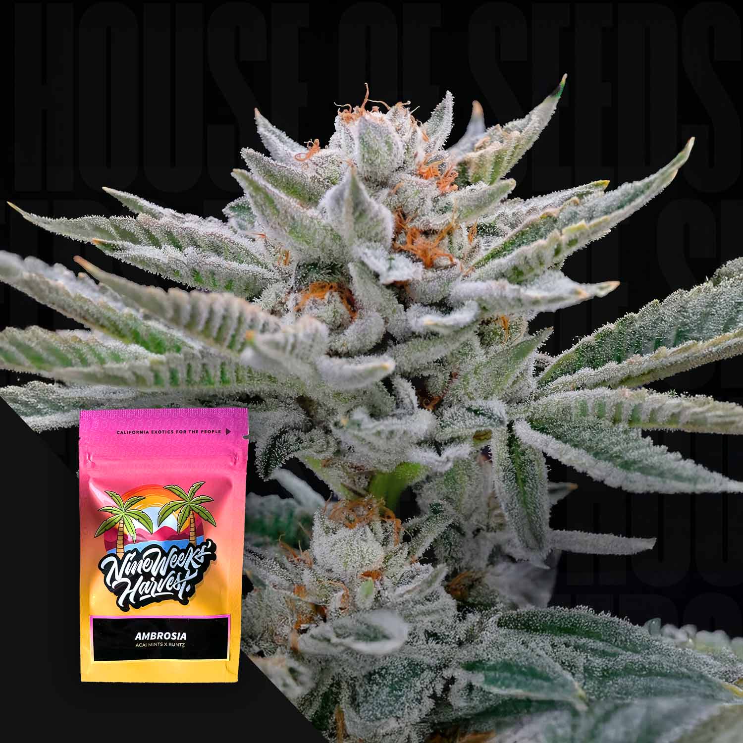 Ambrosia