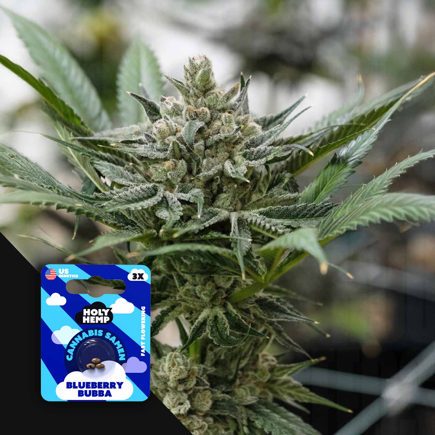 Blueberry Bubba