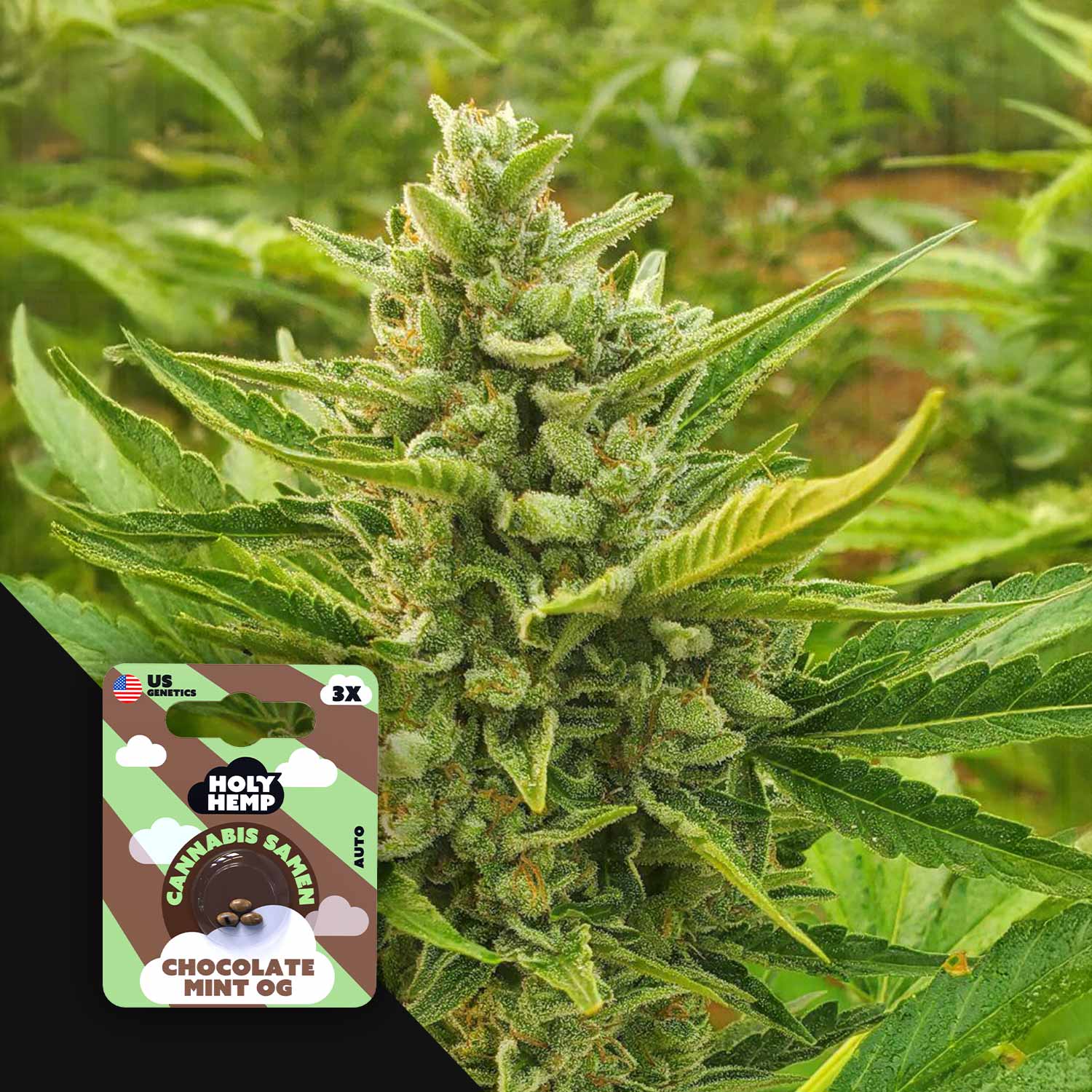 Chocolate Mint OG