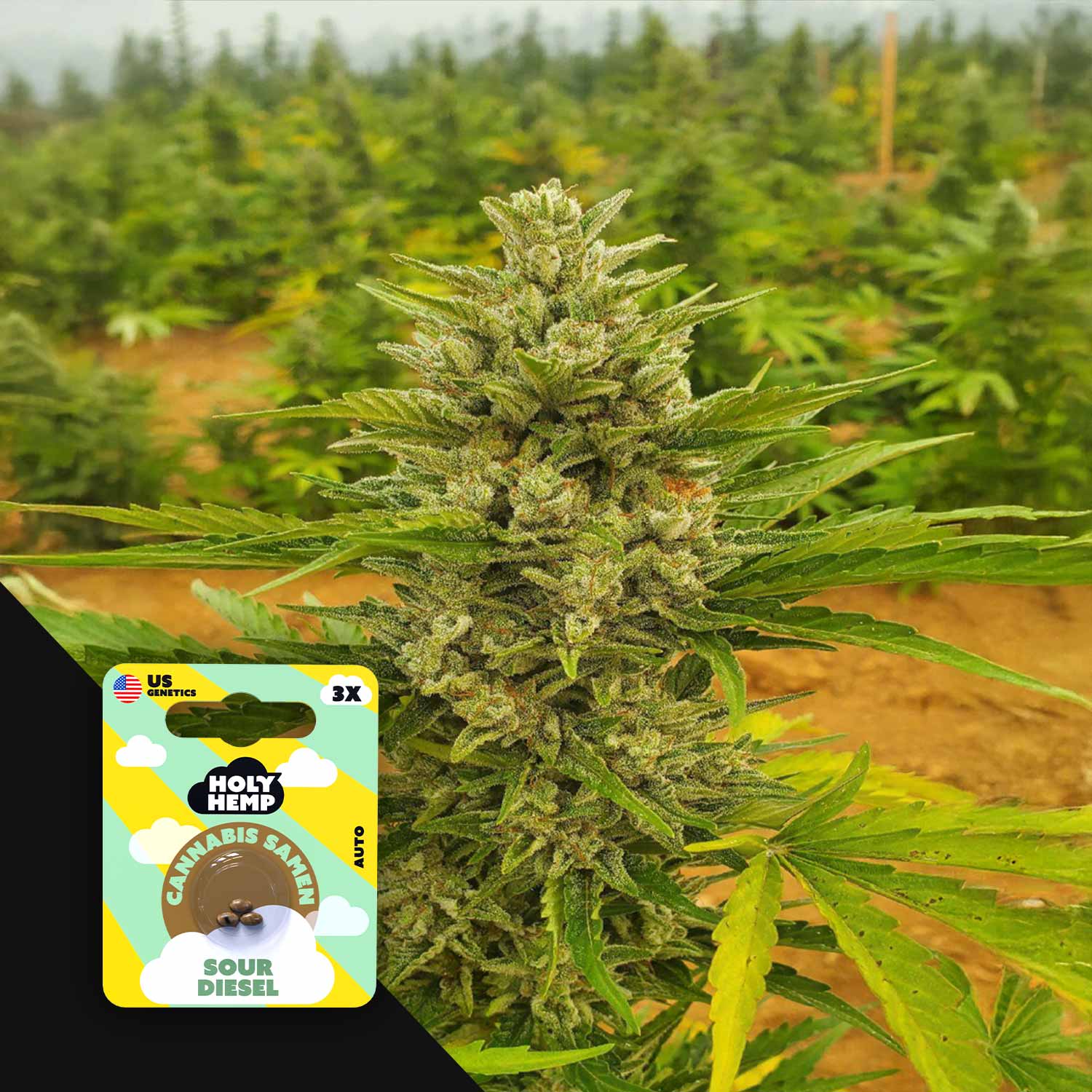 Sour Diesel