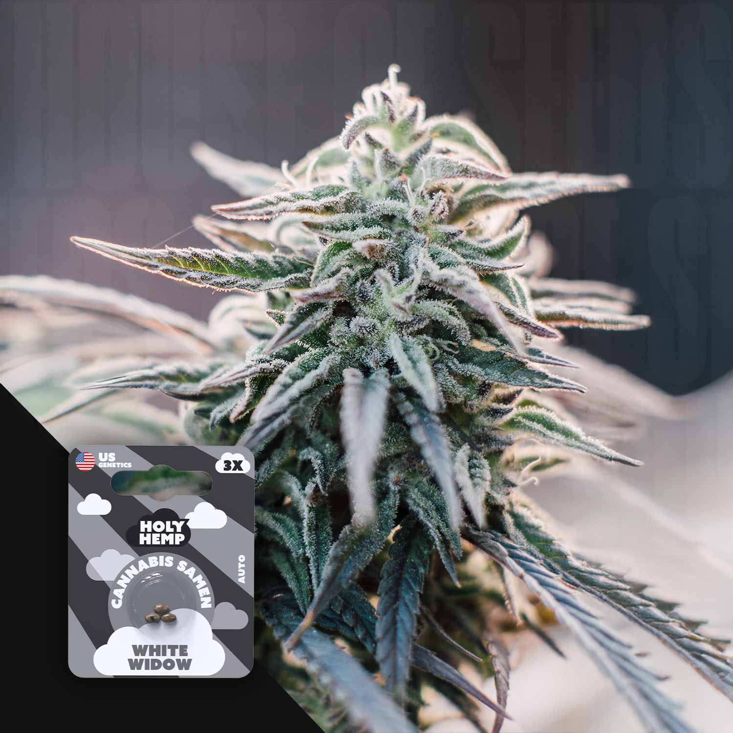 White Widow
