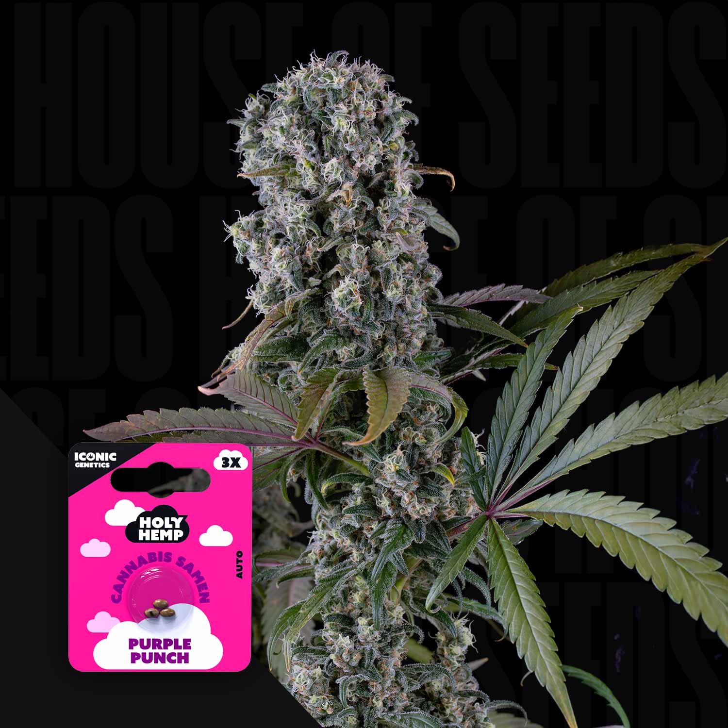 Purple Punch