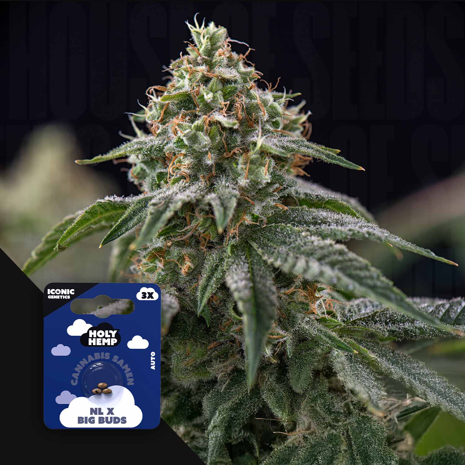 NL x Big Buds