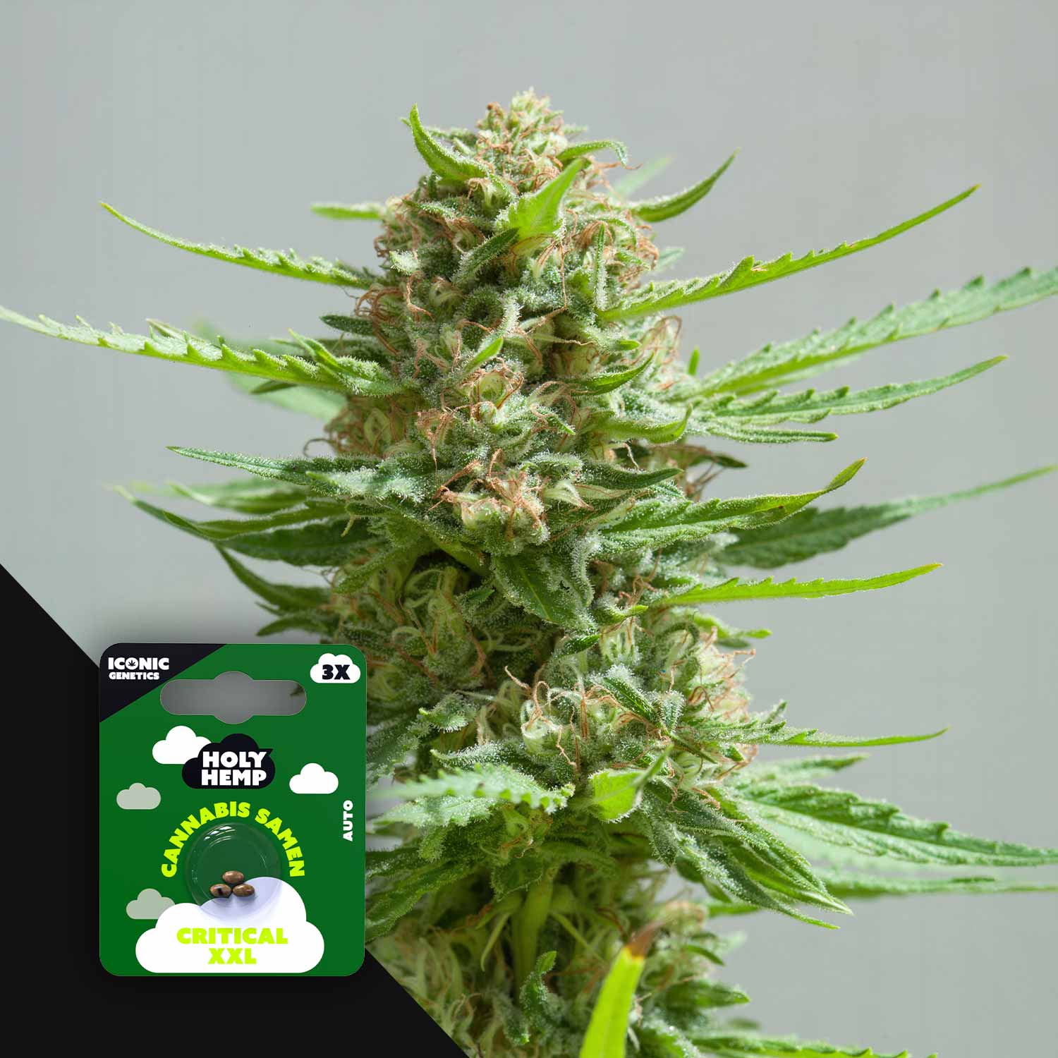 Critical XXL