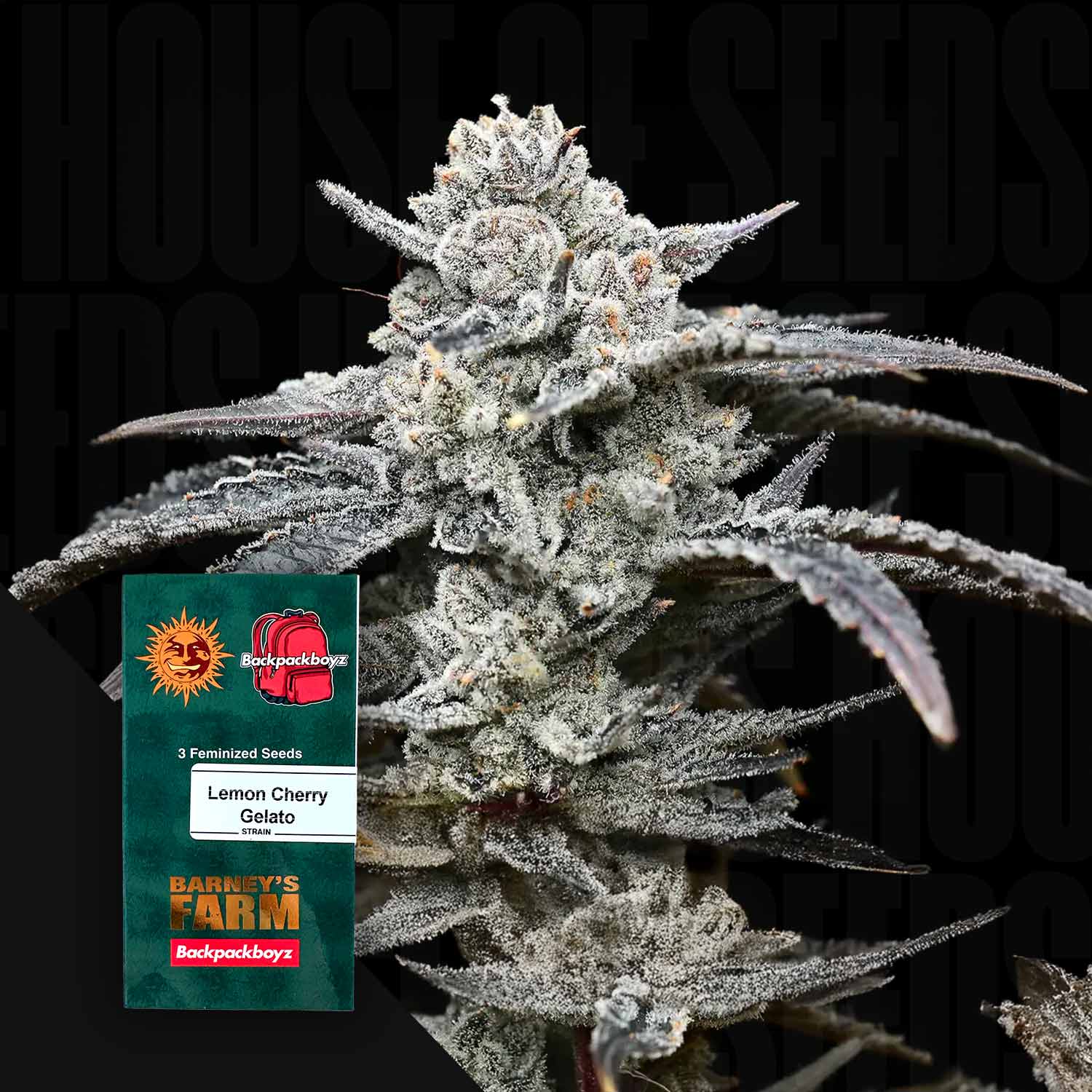 Lemon Cherry Gelato
