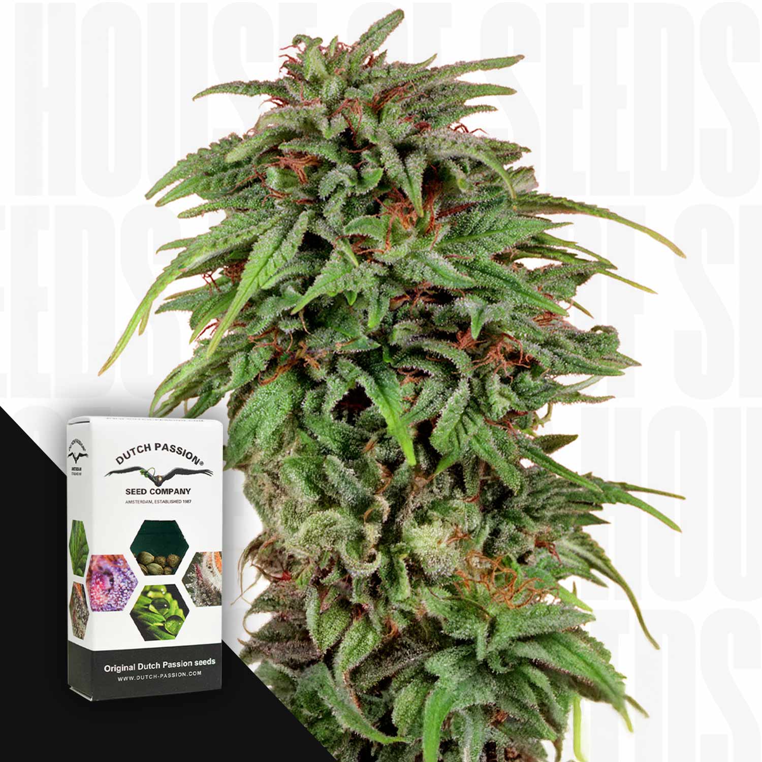 Durban Poison