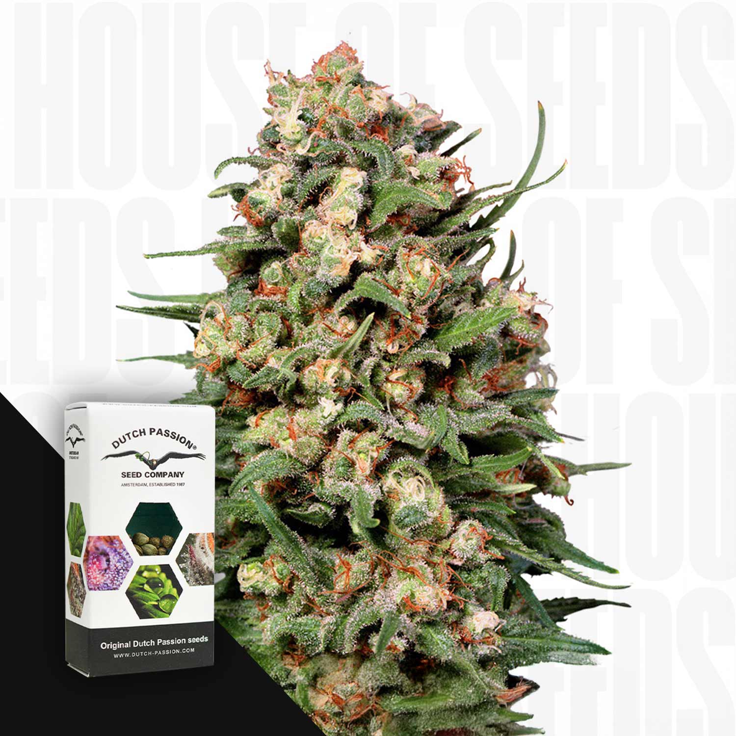 Skunk #1