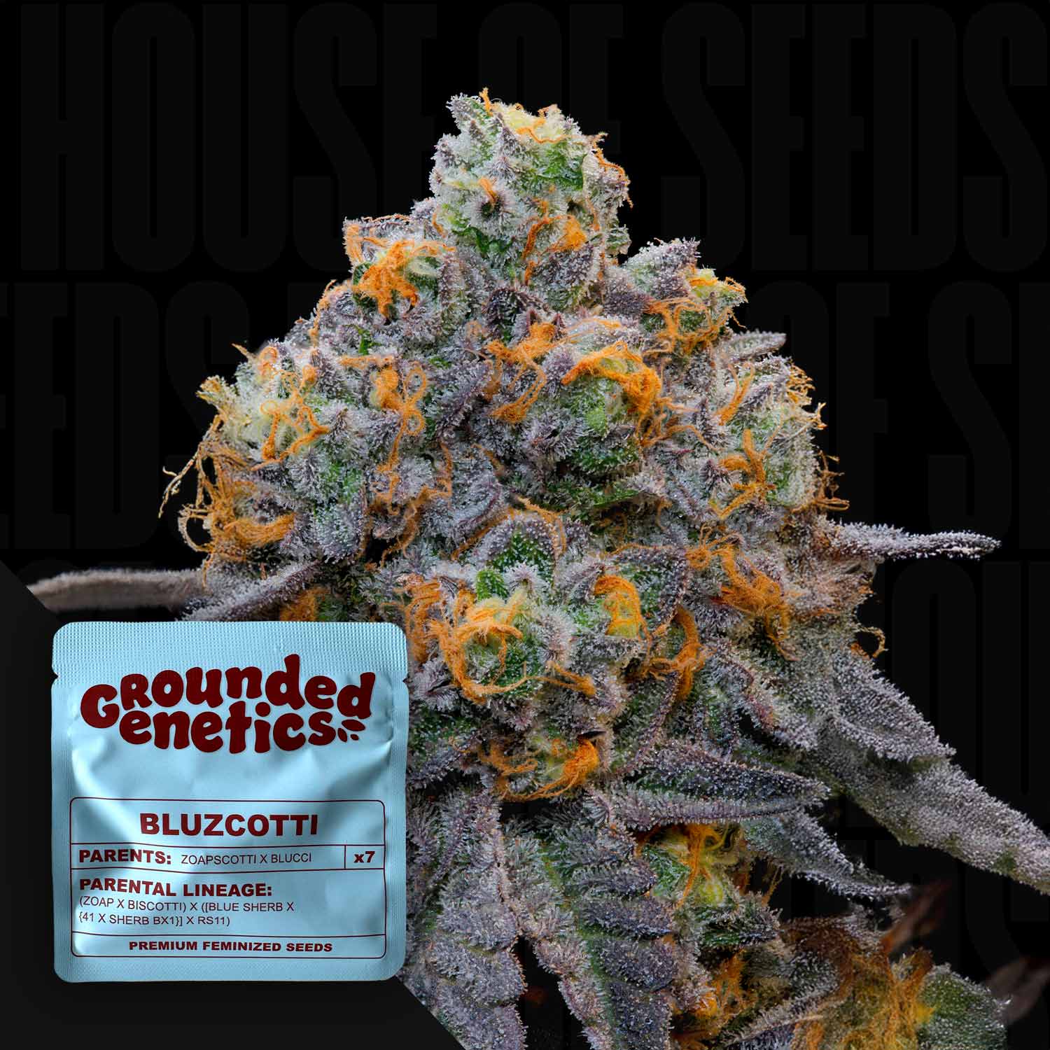 Bluzcotti