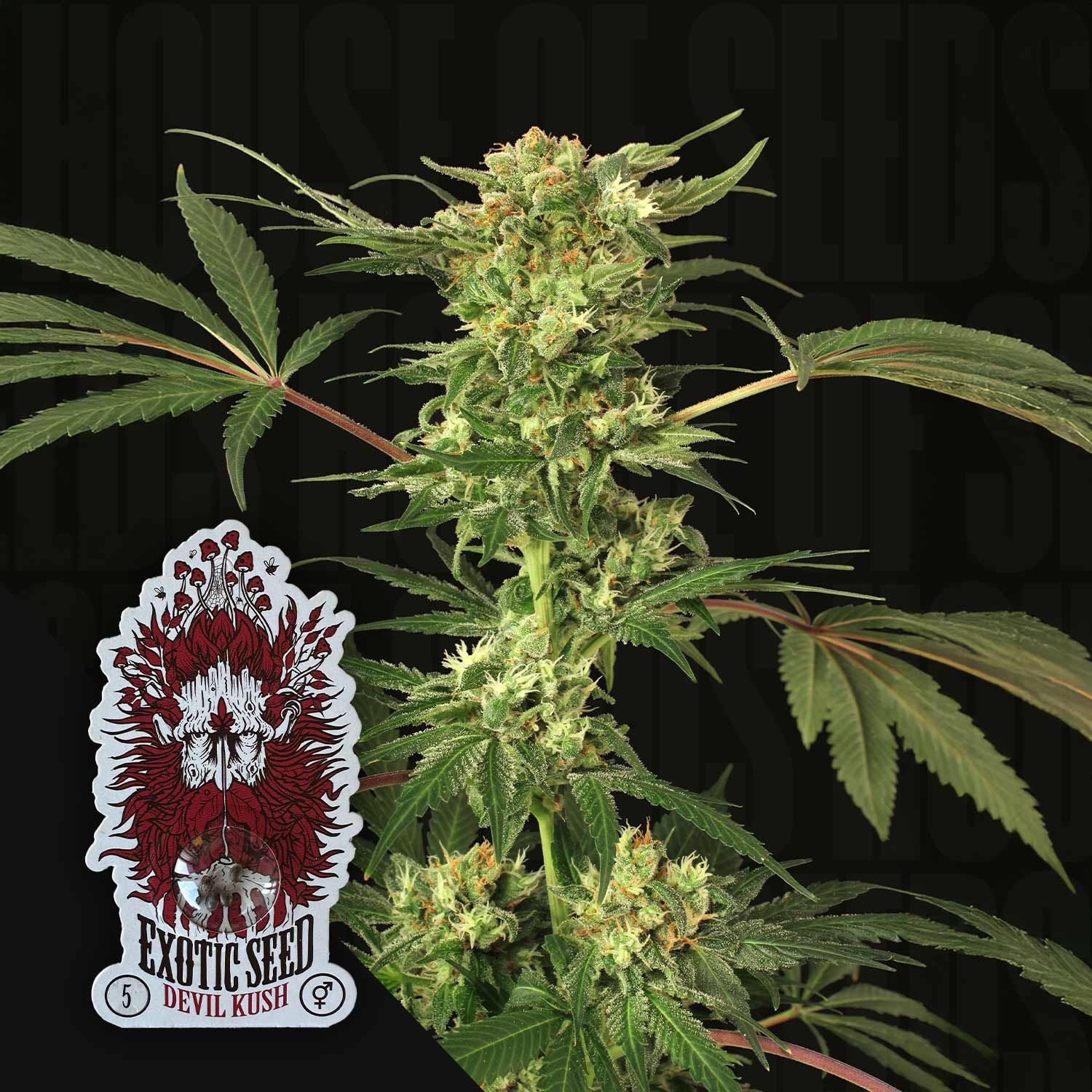 Devil Kush