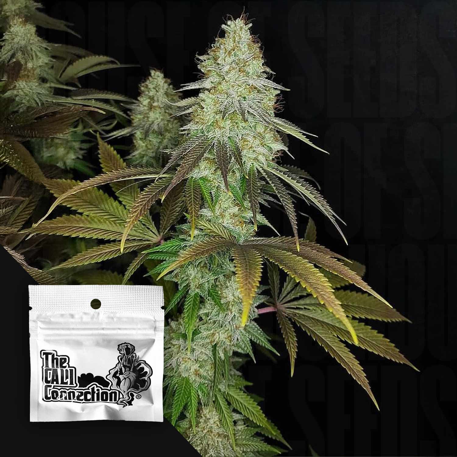 818 Headband Aka Sour OG