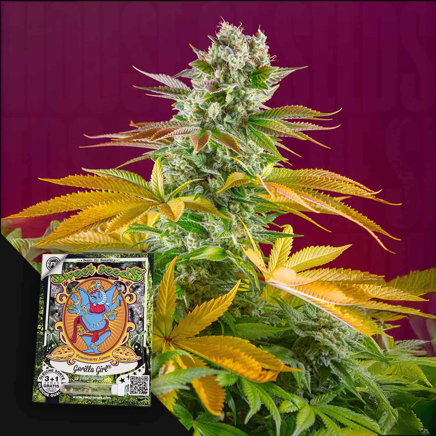 Gorilla Girl F1 FAST