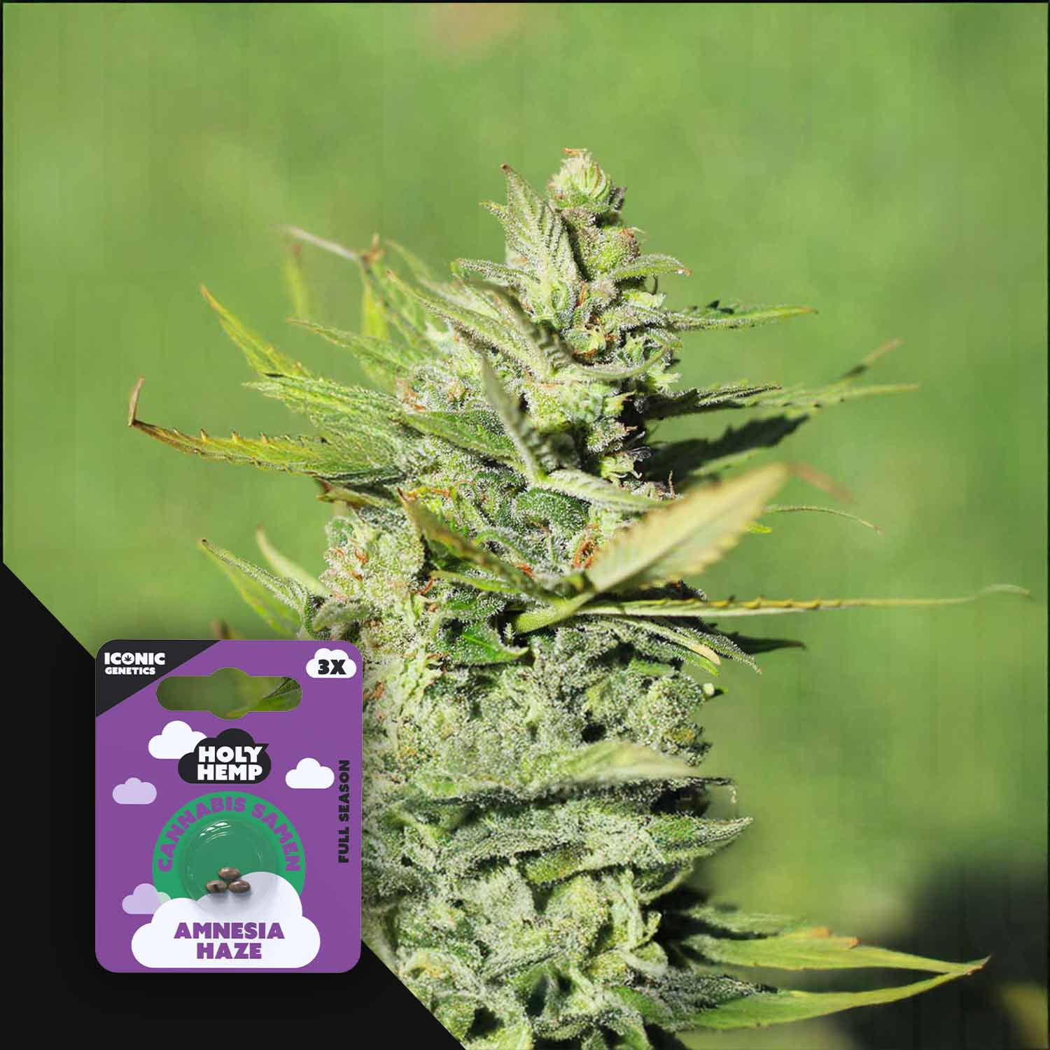 Amnesia Haze - Iconic Seeds