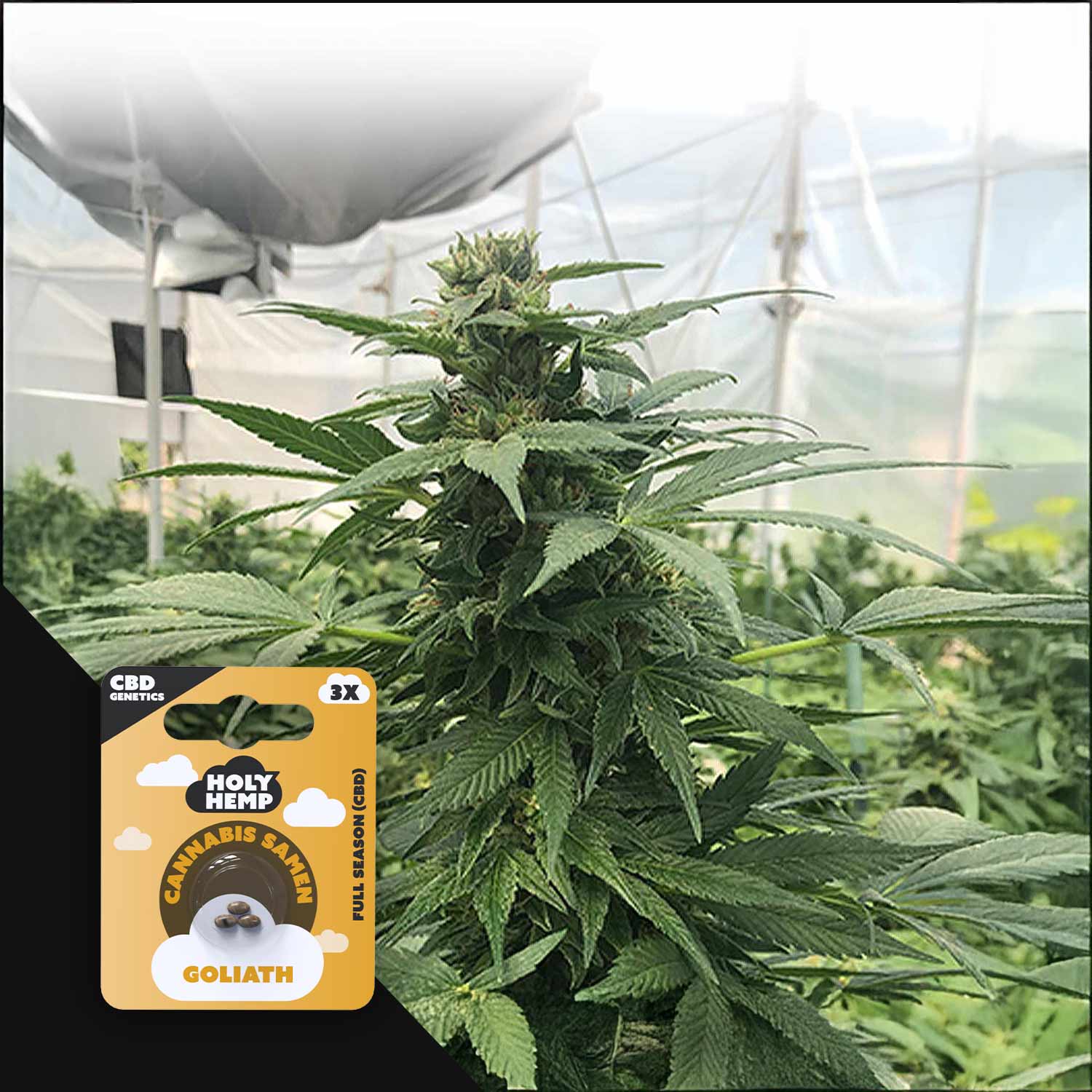 Goliath - CBD