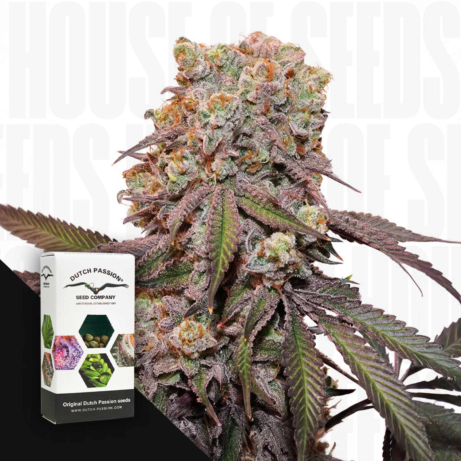 Car Candy Bubatz XL
