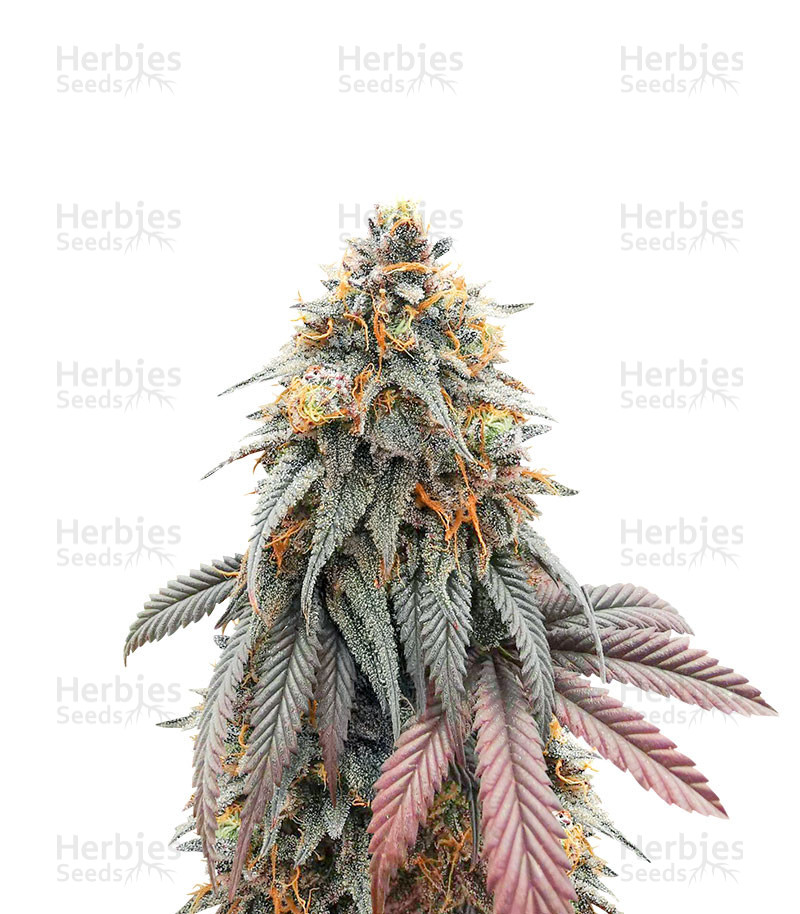 Blue Zushi feminisierte Samen (Original Sensible Seeds)