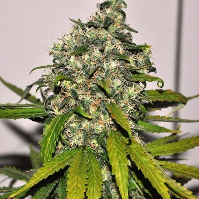 Big Bud Auto - Nirvana Seeds