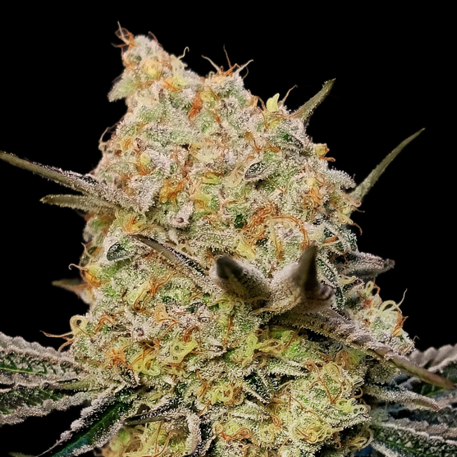 Biscotti Zkittlez - 00 Seeds