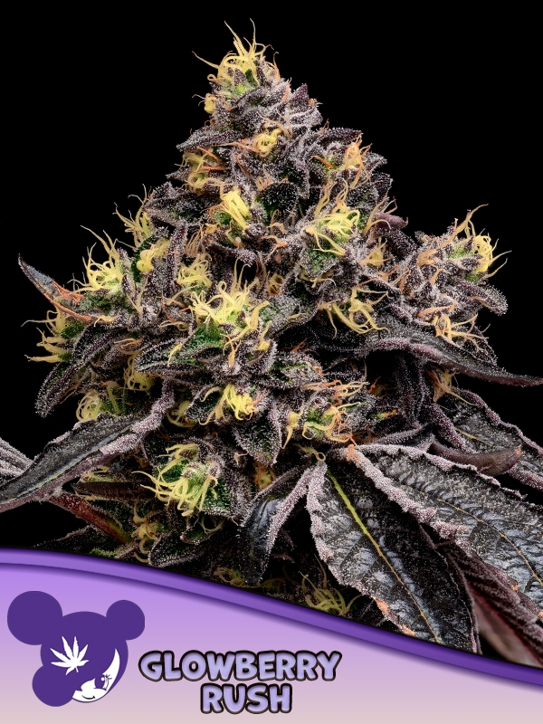 Fryday Boof - Anesia Seeds
