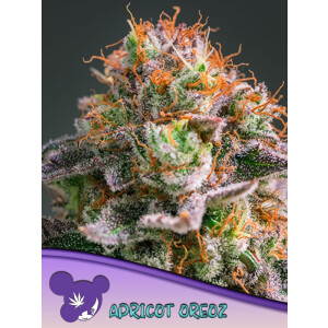 Apricot Oreoz - Anesia Feminisiert 3er Pack