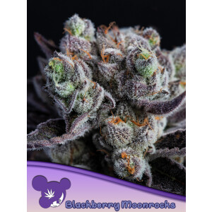 Blackberry Moonrocks - Anesia Feminisiert 3er Pack