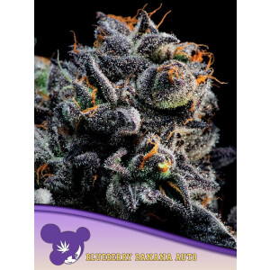 Blueberry Banana Auto - Anesia Feminisiert 3er Pack