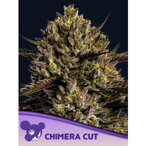 Chimera Cut - Anesia Feminisiert 3er Pack