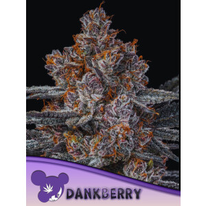 Dankberry - Anesia Feminisiert 3er Pack