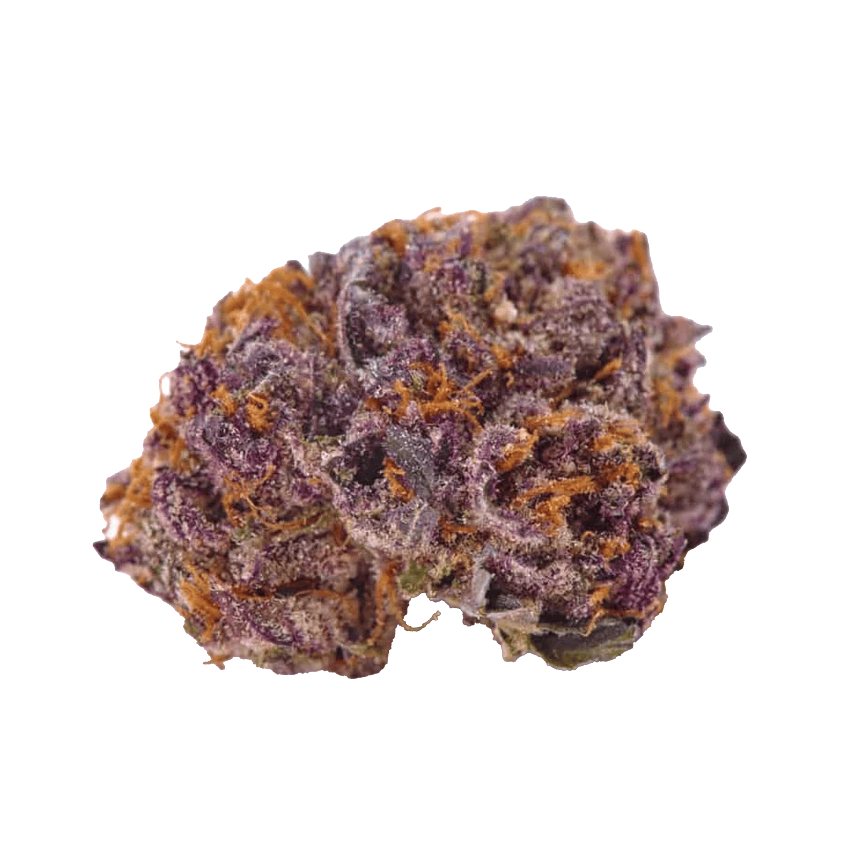 Purple Kush Cannabis Samen Premium THC 21%