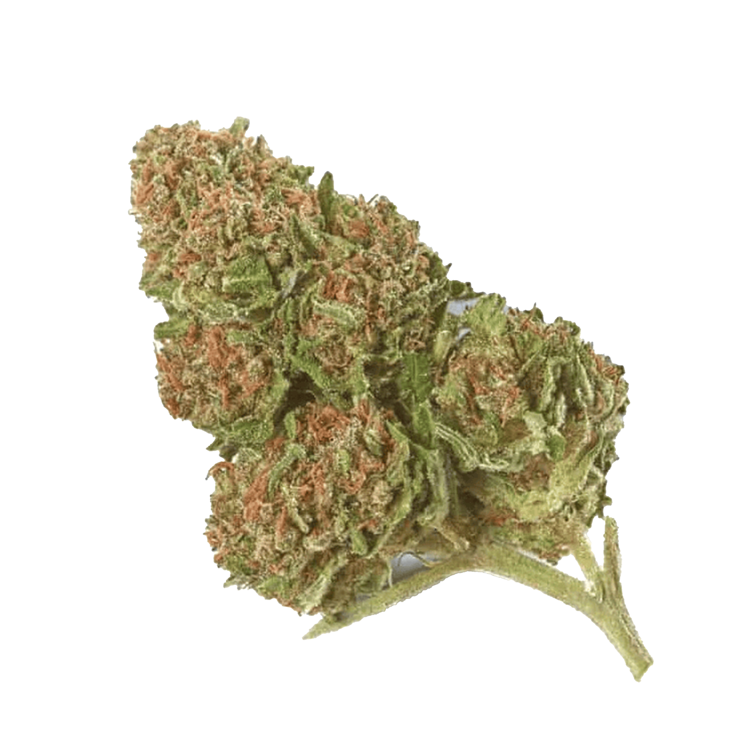 Skunk Cannabis Samen Premium THC 22%