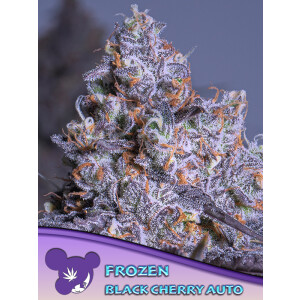 Frozen Black Cherry Auto - Anesia Feminisiert 3er Pack