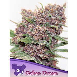 Gelato Dream - Anesia Feminisiert 3er Pack