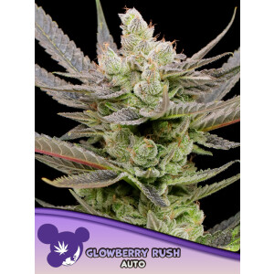 Glowberry Rush Auto - Anesia Feminisiert 3er Pack