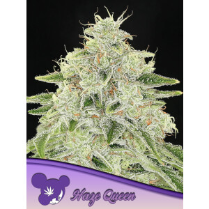 Haze Queen - Anesia Feminisiert 3er Pack