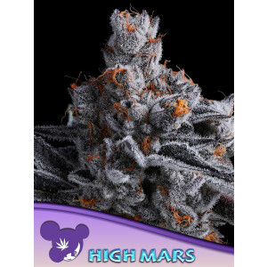 High Mars - Anesia Feminisiert 3er Pack