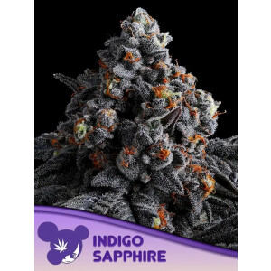 Indigo Sapphire - Anesia Feminisiert 3er Pack