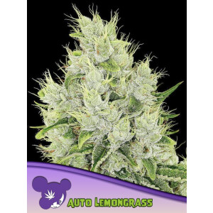Lemongrass Auto - Anesia Feminisiert 3er Pack