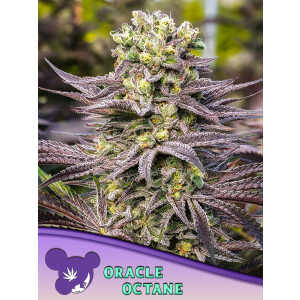 Oracle Octane - Anesia Feminisiert 3er Pack