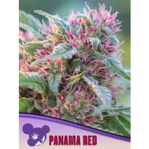 Panama Red - Anesia Feminisiert 3er Pack