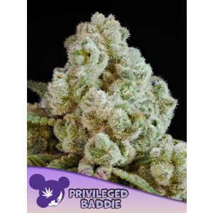 Privileged Baddie - Anesia Feminisiert 3 St