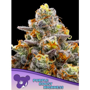 Purple Boost Highness - Anesia Feminisiert 3er Pack
