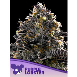 Purple Lobster - Anesia Feminisiert 3er Pack