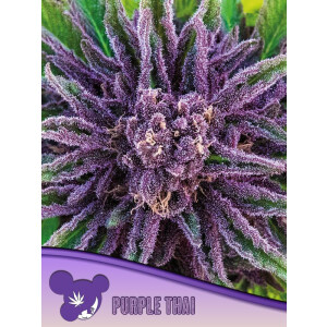 Purple Thai - Anesia Feminisiert 3er Pack