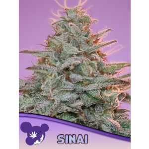 SINAI (Landrasse) - Anesia Feminisiert 3er Pack