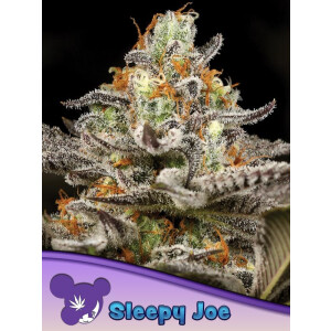 Sleepy Joe - Anesia Feminisiert 3er Pack
