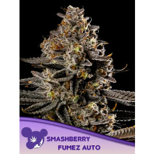 Smashberry Fumez Auto - Anesia Feminisiert 3er Pack