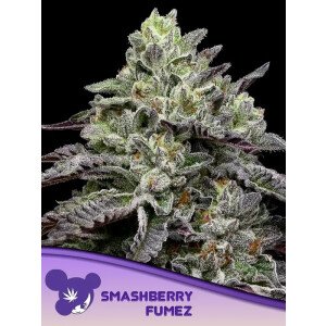 Smashberry Fumez - Anesia Feminisiert 3er Pack