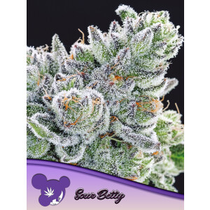 Sour Betty - Anesia Feminisiert 3er Pack
