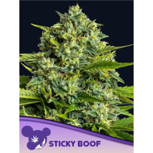 Sticky Boof - Anesia Feminisiert 3er Pack